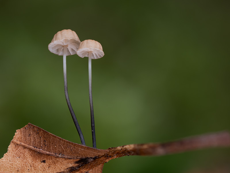 Marasmius bulliardii Marasmius bulliardii